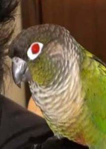 Actor, Pet, Comic Relief