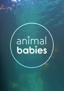 Animal Babies