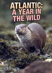 Atlantic: A Year in the Wild