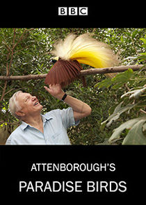 Attenborough's Paradise Birds