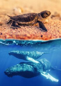 Australia's Wild Moments