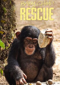 Baby Chimp Rescue