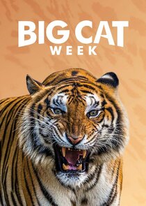 Big Cat Week