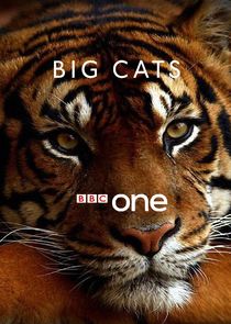 Big Cats