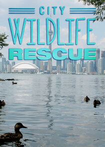 City Wildlife Rescue