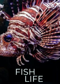 Comme un poisson dans l'eau