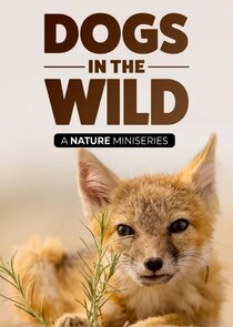 Dogs in the Wild, A Nature Miniseries