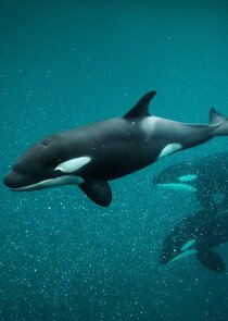 Killer Whale Chronicles