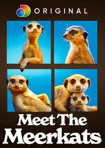 Meet the Meerkats