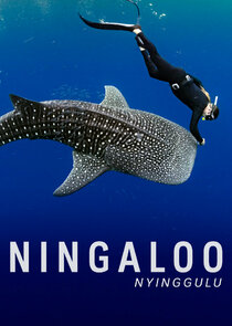 Ningaloo Nyinggulu