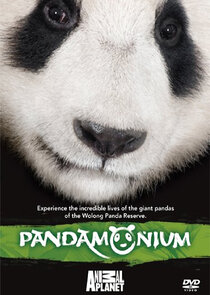 Pandamonium