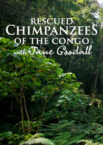 Rescued Chimpanzees of the Congo with Jane Goodall
