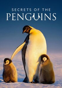 Secrets of the Penguins