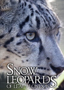 Snow Leopards of Leafy London