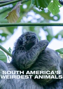 South Americas Weirdest Animals