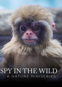 Spy in the Wild: A Nature Miniseries