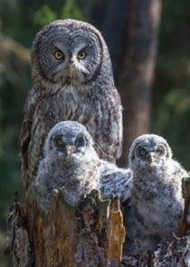 The Great American Thaw