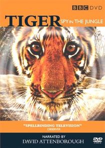 Tiger - Spy in the Jungle