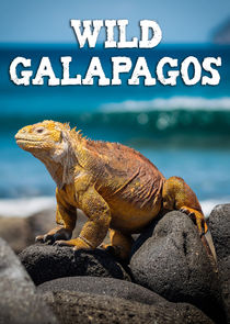 Wild Galapagos