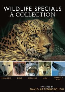 Wildlife Specials